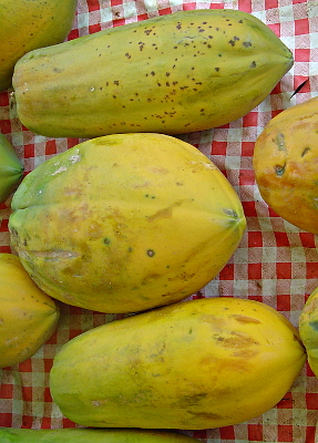 CARICA PAPAYA